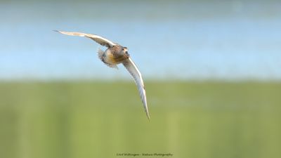 Anas strepera / Krakeend / Gadwall