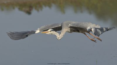 Ardea Cinerea / Blauwe Reiger / Grey Heron