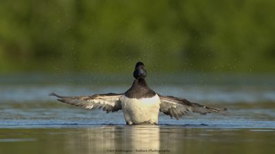 Aythya fuligula / Kuifeend / Tufted duck