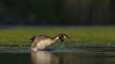Podiceps Cristatus / Fuut / Great Crested Grebe