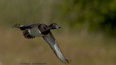 Aythya fuligula / Kuifeend / Tufted duck