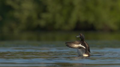 Aythya fuligula / Kuifeend / Tufted duck