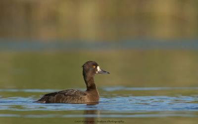 Aythya fuligula / Kuifeend / Tufted duck