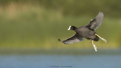 Fulica Atra / Meerkoet / Eurasian Coot