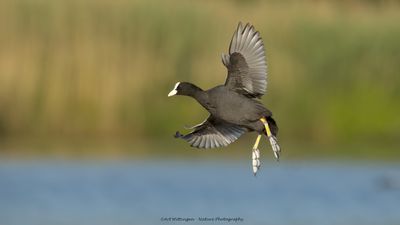 Meerkoet / Eurasian Coot