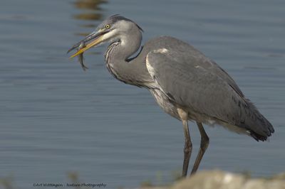 Ardea Cinerea / Blauwe Reiger / Grey Heron