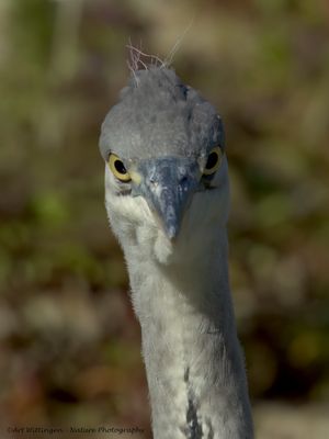 Ardea Cinerea / Blauwe Reiger / Grey Heron