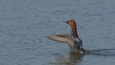 Aythia Ferina / Tafeleend / Common Pochard
