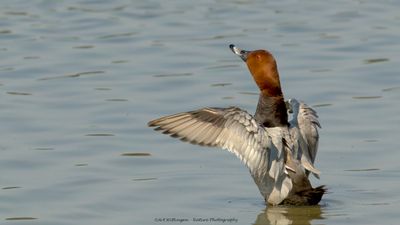 Aythia Ferina / Tafeleend / Common Pochard