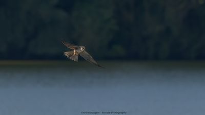 Falco subbuteo / Boomvalk / Eurasian Hobby