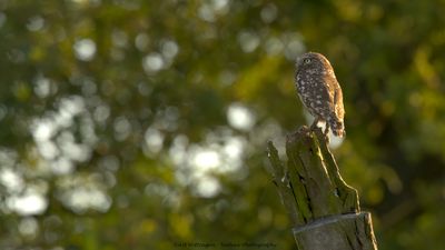 Athene noctua / Steenuil / Little owl