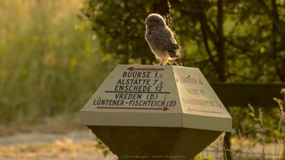 Athene noctua / Steenuil / Little owl