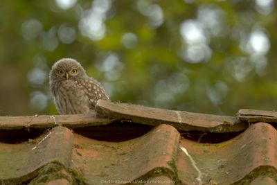 Athene noctua / Steenuil / Little owl