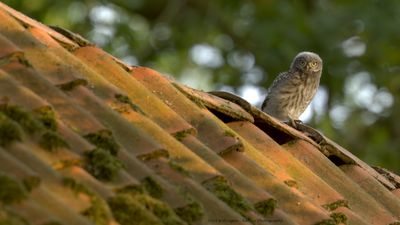 Athene noctua / Steenuil / Little owl