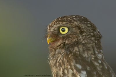 Athene noctua / Steenuil / Little owl