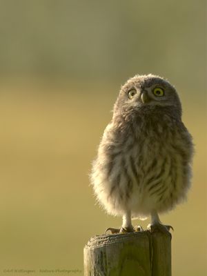 Athene noctua / Steenuil / Little owl