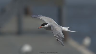 Sterna Hirundo / Visdief / Common Tern