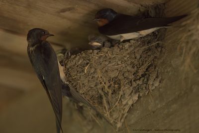 Hirundo rustica / Boerenzwaluw / Barn swallow