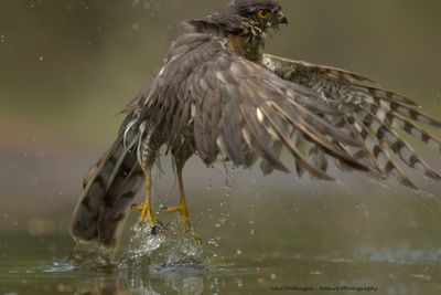 Accipiter nisus / Sperwer / Eurasian Sparrowhawk