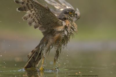 Accipiter nisus / Sperwer / Eurasian Sparrowhawk