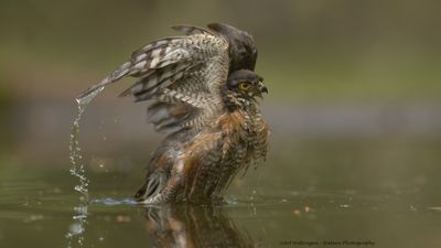 Accipiter nisus / Sperwer / Eurasian Sparrowhawk