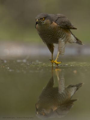 Accipiter nisus / Sperwer / Eurasian Sparrowhawk