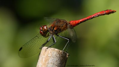 Bloedrode Heidelibel / Ruddy Darter