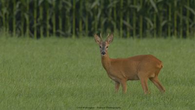 Capreolus capreolus / Ree / Roe Deer