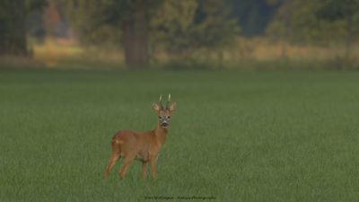 Capreolus capreolus / Ree / Roe Deer