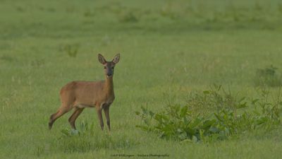 Capreolus capreolus / Ree / Roe Deer