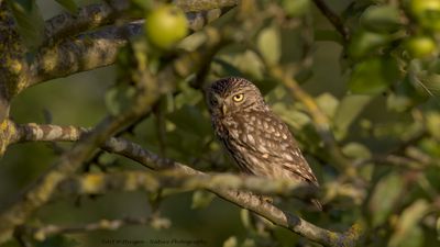 Athene noctua / Steenuil / Little owl