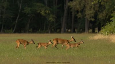 Capreolus capreolus / Ree / Roe Deer
