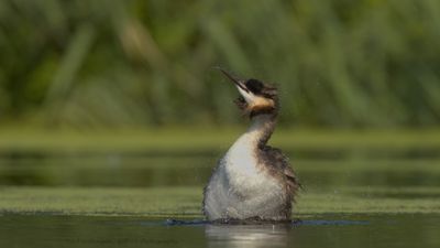 Podiceps Cristatus / Fuut / Great Crested Grebe