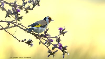 Carduelis carduelis / Putter / European Goldfinch