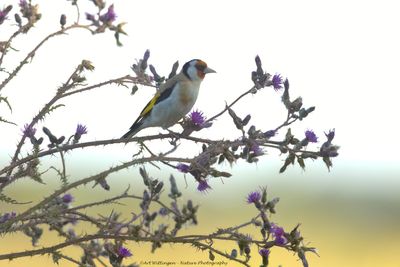 Putter / European Goldfinch