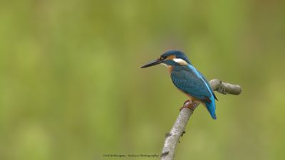 Alcedo atthis / IJsvogel / Kingfisher