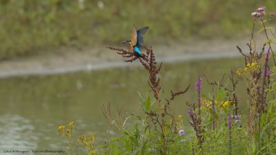 Alcedo atthis / IJsvogel / Kingfisher