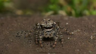 Spiders