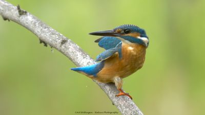 Alcedo atthis / IJsvogel / Kingfisher