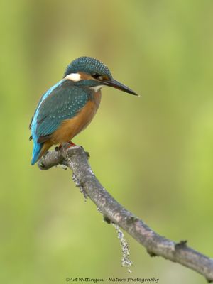 Alcedo atthis / IJsvogel / Kingfisher