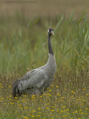 Grus grus / Kraanvogel / Crane