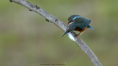 Alcedo atthis / IJsvogel / Kingfisher