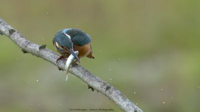 Alcedo atthis / IJsvogel / Kingfisher