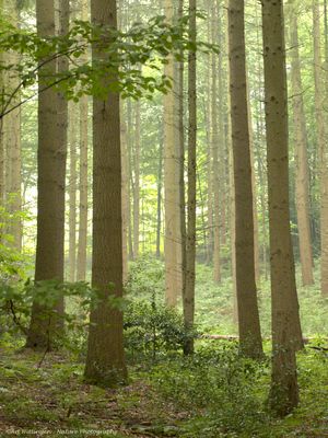 Aachener Wald