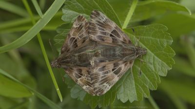 Kaasjeskruiddikkopje (Carcharodus alceae)