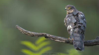 Accipiter nisus / Sperwer / Eurasian Sparrowhawk