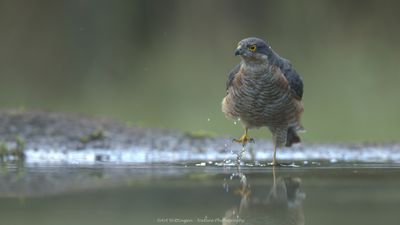 Accipiter nisus / Sperwer / Eurasian Sparrowhawk 