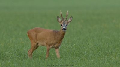 Capreolus capreolus / Ree / Roe Deer