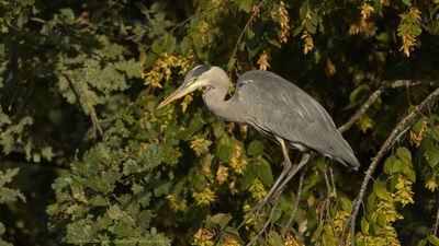 Ardea Cinerea / Blauwe Reiger / Grey Heron