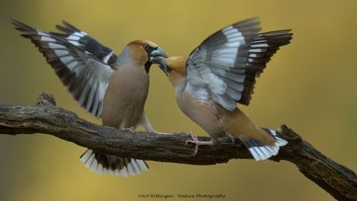 Coccothraustes coccothraustes / Appelvink / Hawfinch